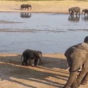 Human and Elephant Conflict Mitigation in Tsholotsho Zimbabwe