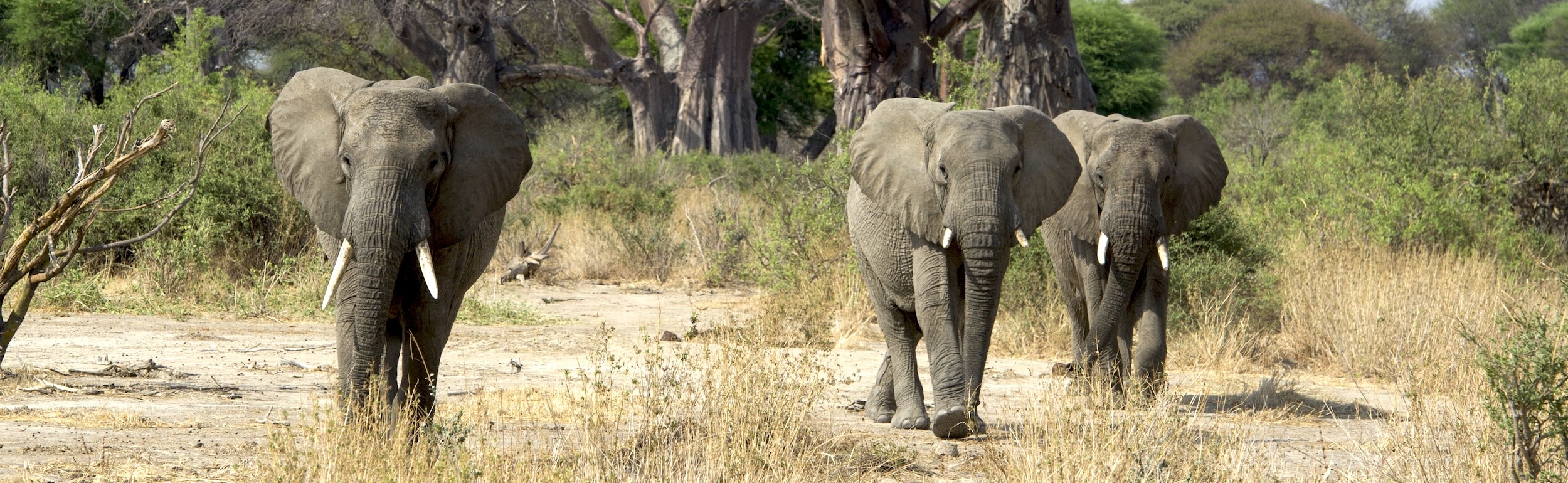 Three elephants walk towards the camera.