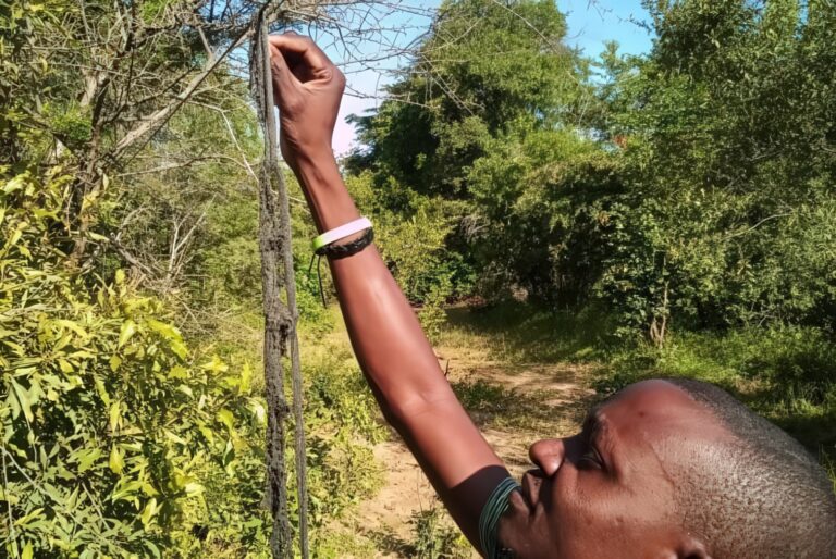 A man reaches up as he works on a chilli fence.