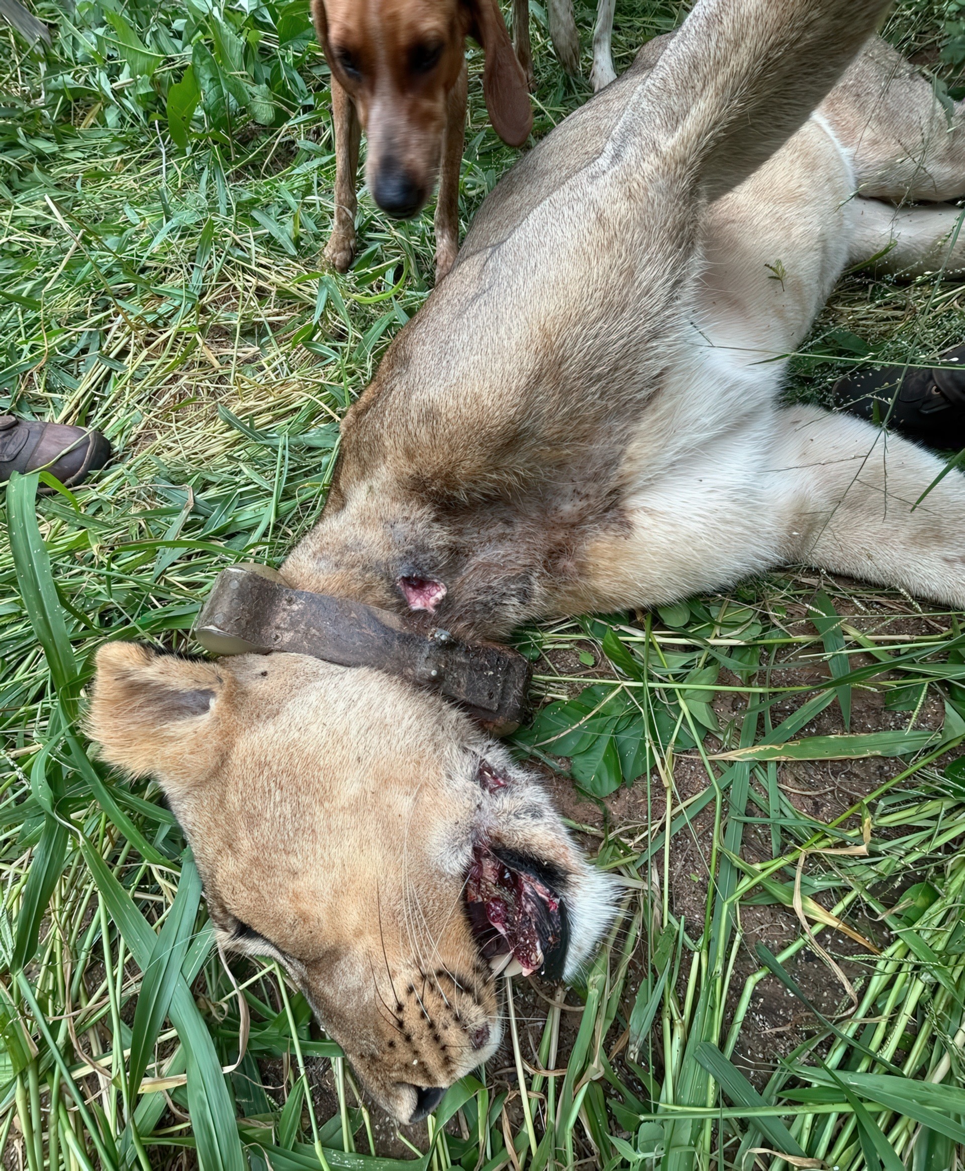 A dead lion wearing a tracking collar and with a dog looking at it.
