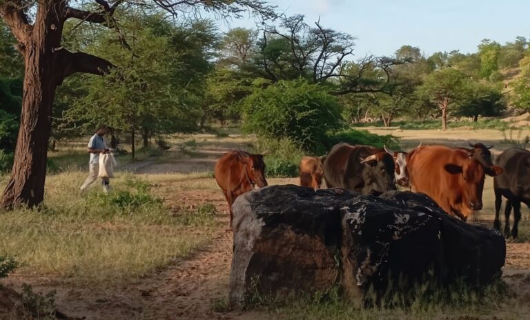 A herder stands near a group of cattle.