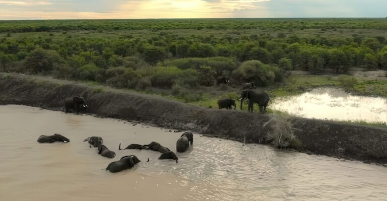 A groups of elephants in the dam and on the dam wall.