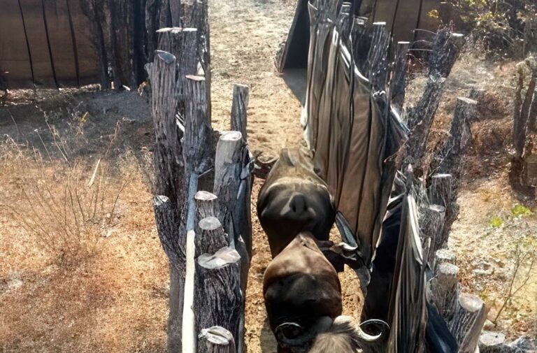 Buffalo being moved into a boma.