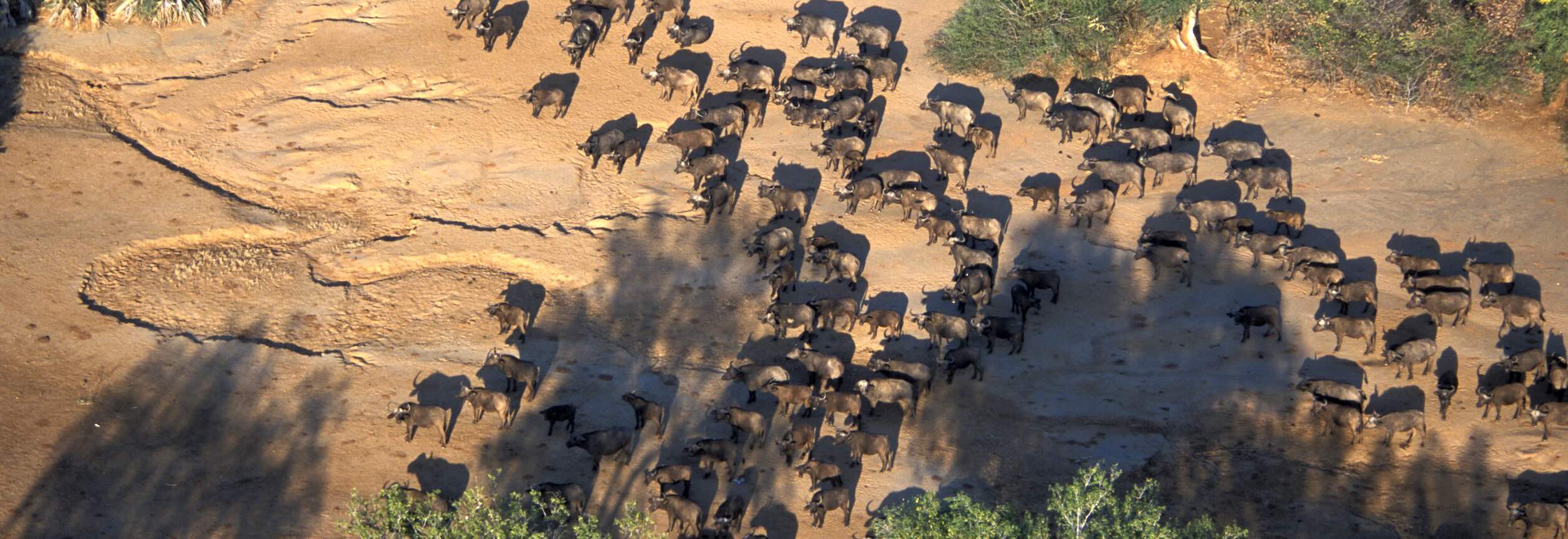 A large herd of buffalo seen from the air.